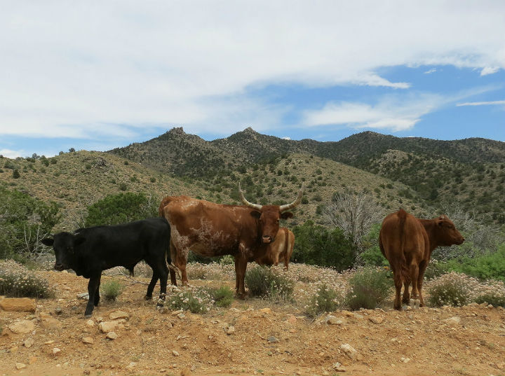 Desert Cows